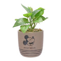 Micky Maus Blumentopf - Disney